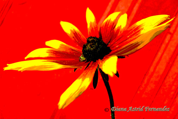 Red-and-Yellow